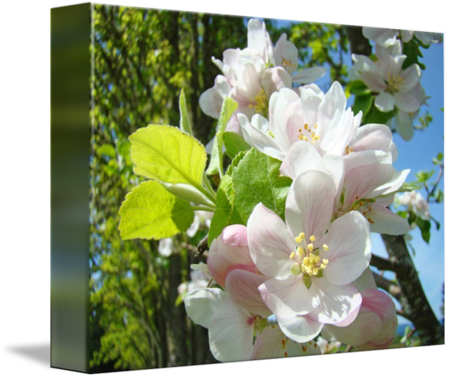 Apple Tree Flowers - Rosa Rubiginosa (650x547), Png Download