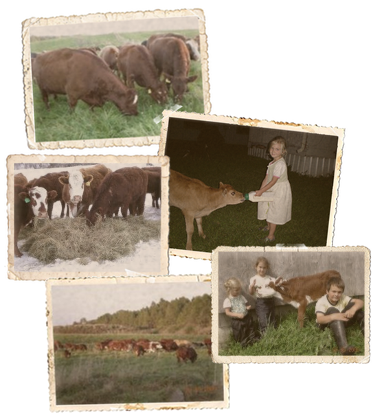 Echo Valley Ranch Is A Family Farm That Focuses On - Dairy Cow (556x610), Png Download