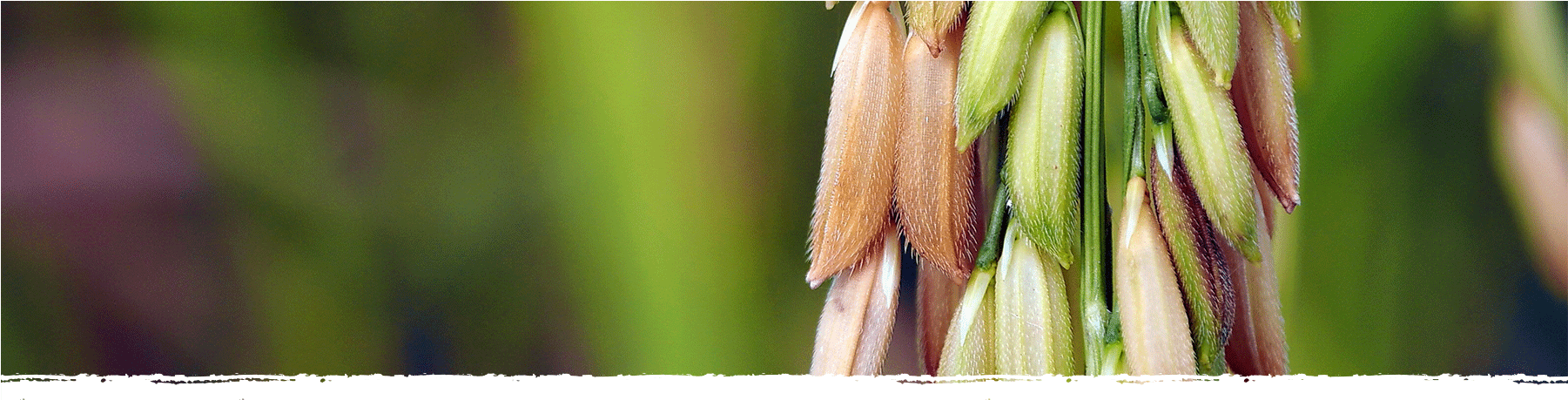 Cad Web Brownrice 1800×600 - Macro Photography (1800x600), Png Download