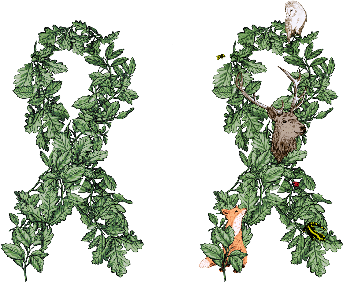 A Green Ribbon Made Out Of Quercus Leaves Was Chosen - Herb (1200x969), Png Download
