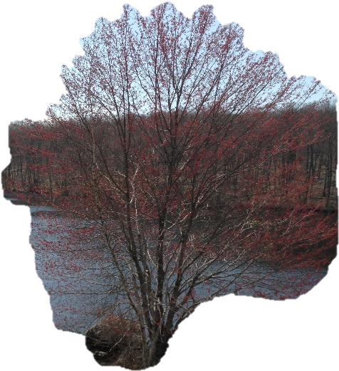 This Morning, As I Was Leaving For Work, I Noticed - Beech (694x867), Png Download