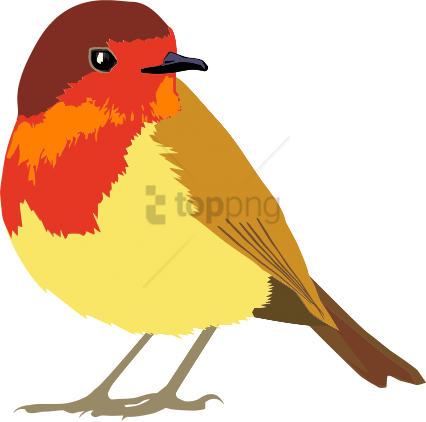 Free Png Download Favn Bird Png Images Background Png - Robin Bird Clipart (851x842), Png Download