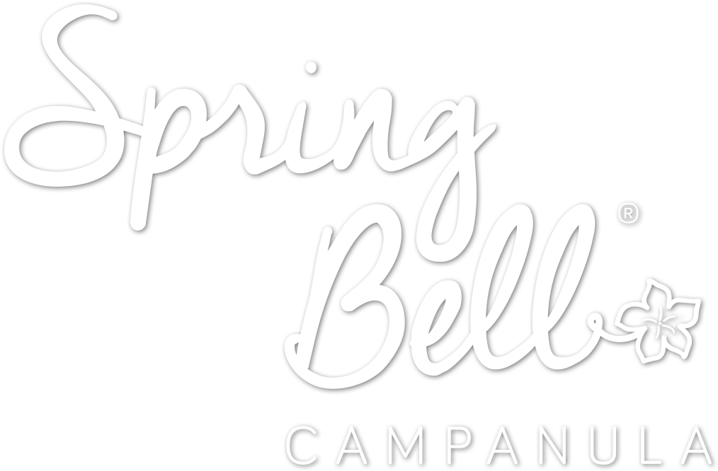 Spring Bell Campanula Logo - Calligraphy (1021x675), Png Download