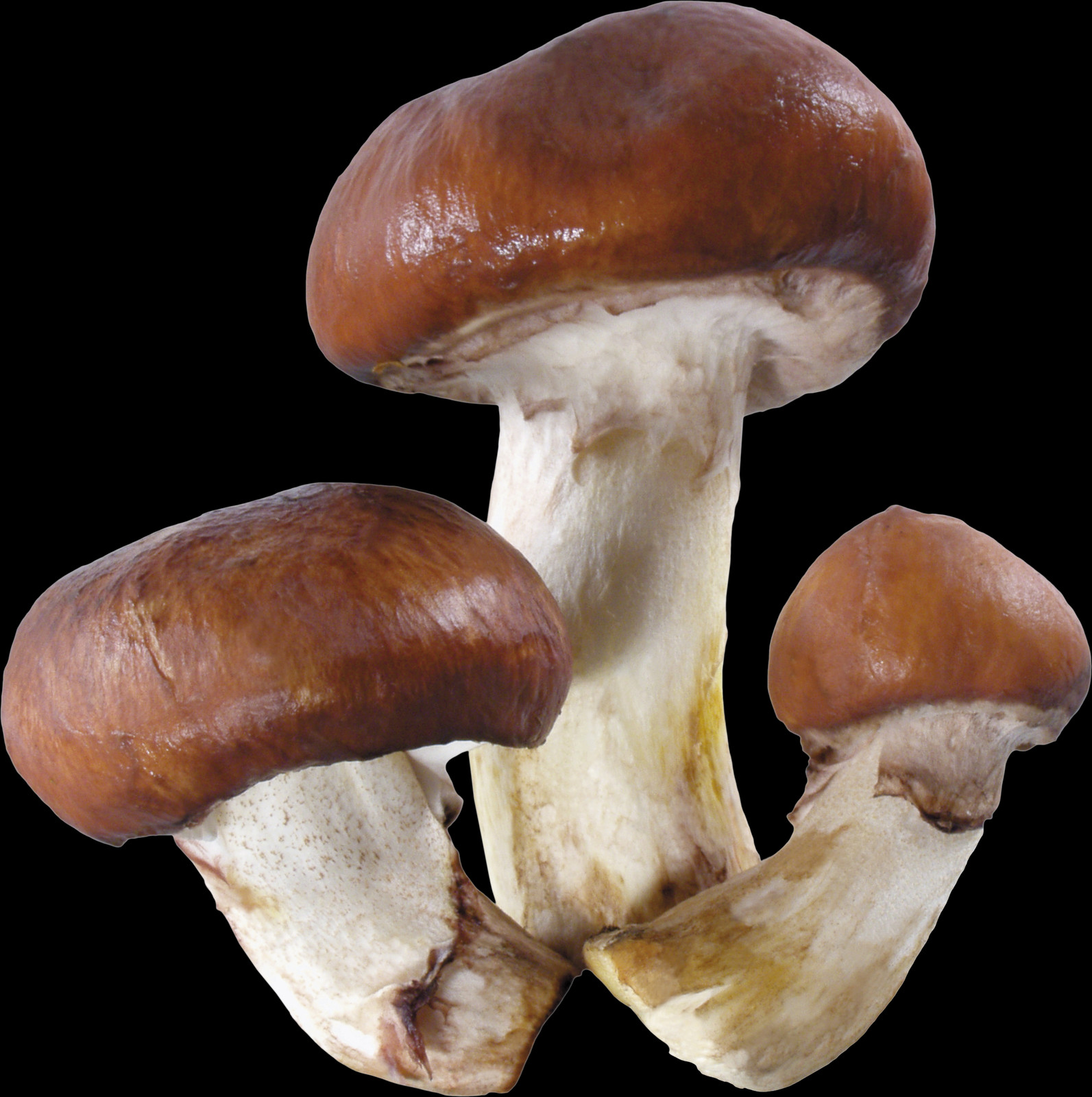 Mushroom, Free Pngs - Mushroom (1593x1600), Png Download