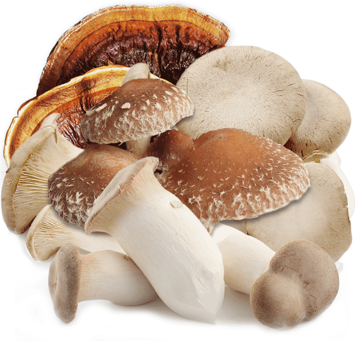 About Mushroom - Lentin Des Chenes (1200x1200), Png Download