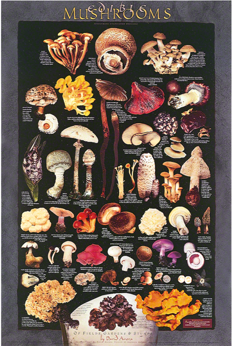 Mushroom Posters (700x700), Png Download