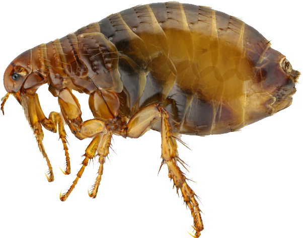 Flea Legs (752x499), Png Download