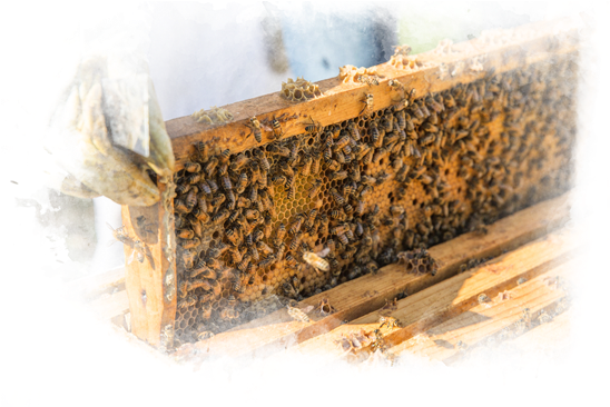 Valuing Quality - Honeybee (780x400), Png Download