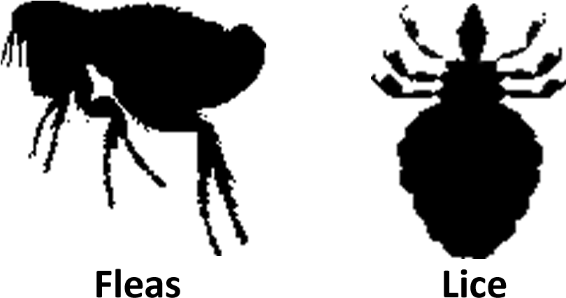 Fleas Lice - Fleas And Lice (1000x500), Png Download