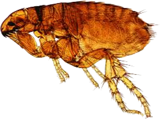 Flea - Dog Flea (518x388), Png Download