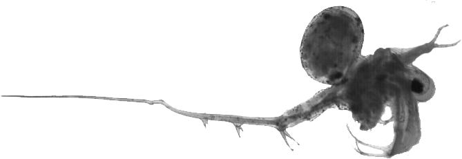 Spiny Water Flea - Spiny Water Flea Bites (669x230), Png Download