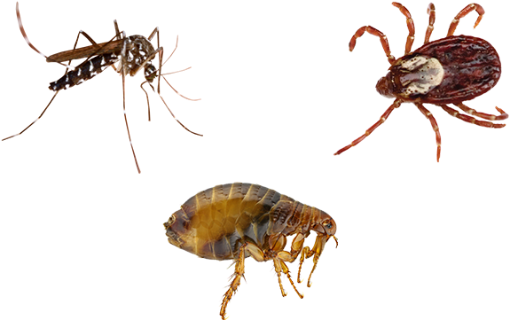 March 30 - Fleas By Valerie Bodden (677x435), Png Download