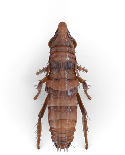 Pest (425x600), Png Download