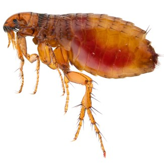 Fleas (720x323), Png Download