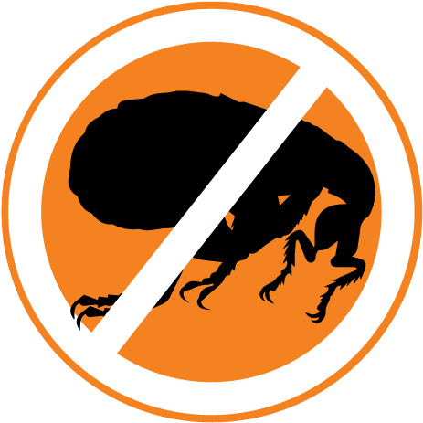 Flea Control - Flea Silhouette (500x496), Png Download