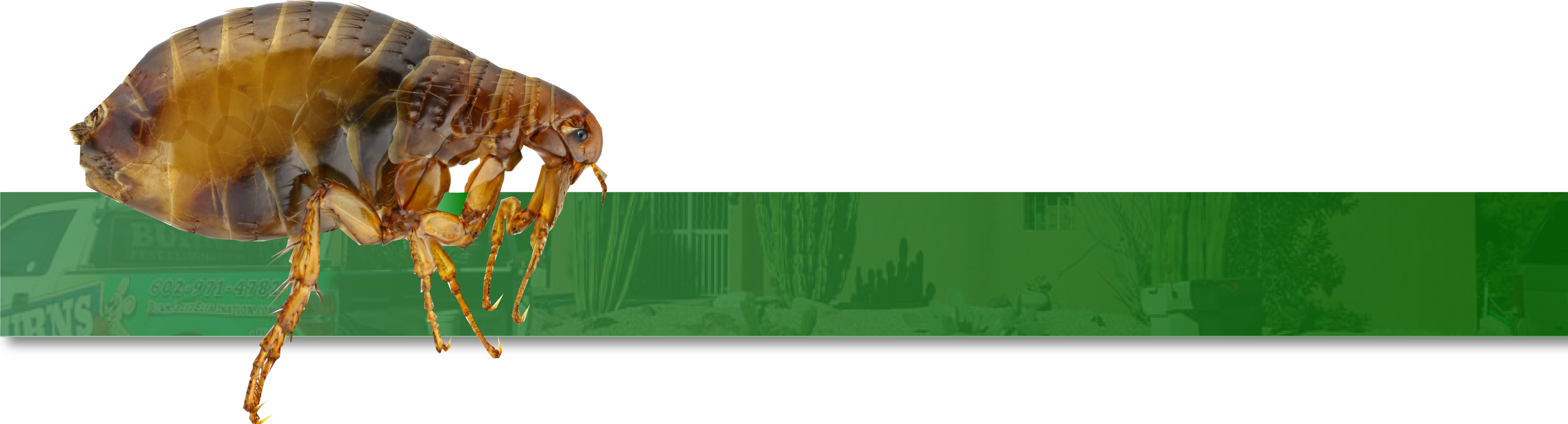 Fleas Are Notoriously Hardy And Move Easily From Host - Fleas By Valerie Bodden (6003x1685), Png Download