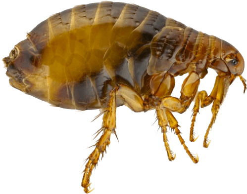 Flea - Rat Flea (534x418), Png Download