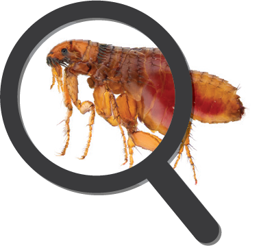 Flea And Its Host (381x359), Png Download