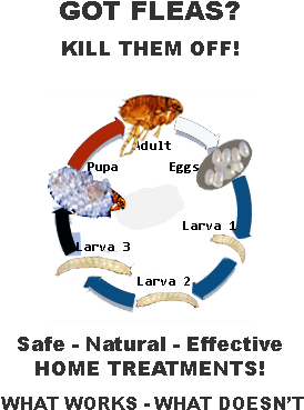 Flea Treatment, How To Kill Fleas, How To Get Rid Of - Fleas How To Get Rid Of Them (300x400), Png Download