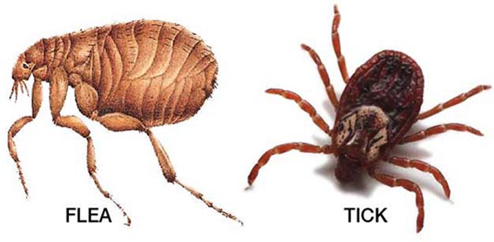 Tick And Flea Season Is Officially Upon Us, So Here's - Flea Vs Tick (715x447), Png Download