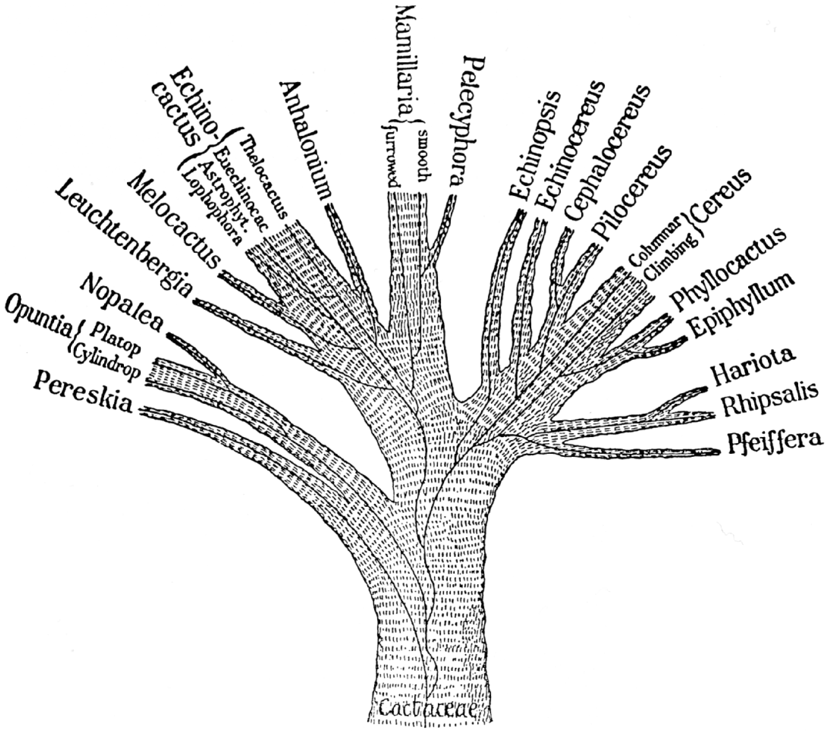 Ganong Cactaceae Phylogenetic Tree 1898 - Phylogenetic Tree Png (1659x1458), Png Download