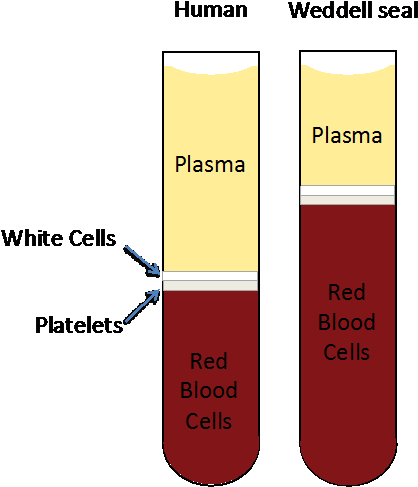 Compare Human And Weddell Blood - Human (466x501), Png Download