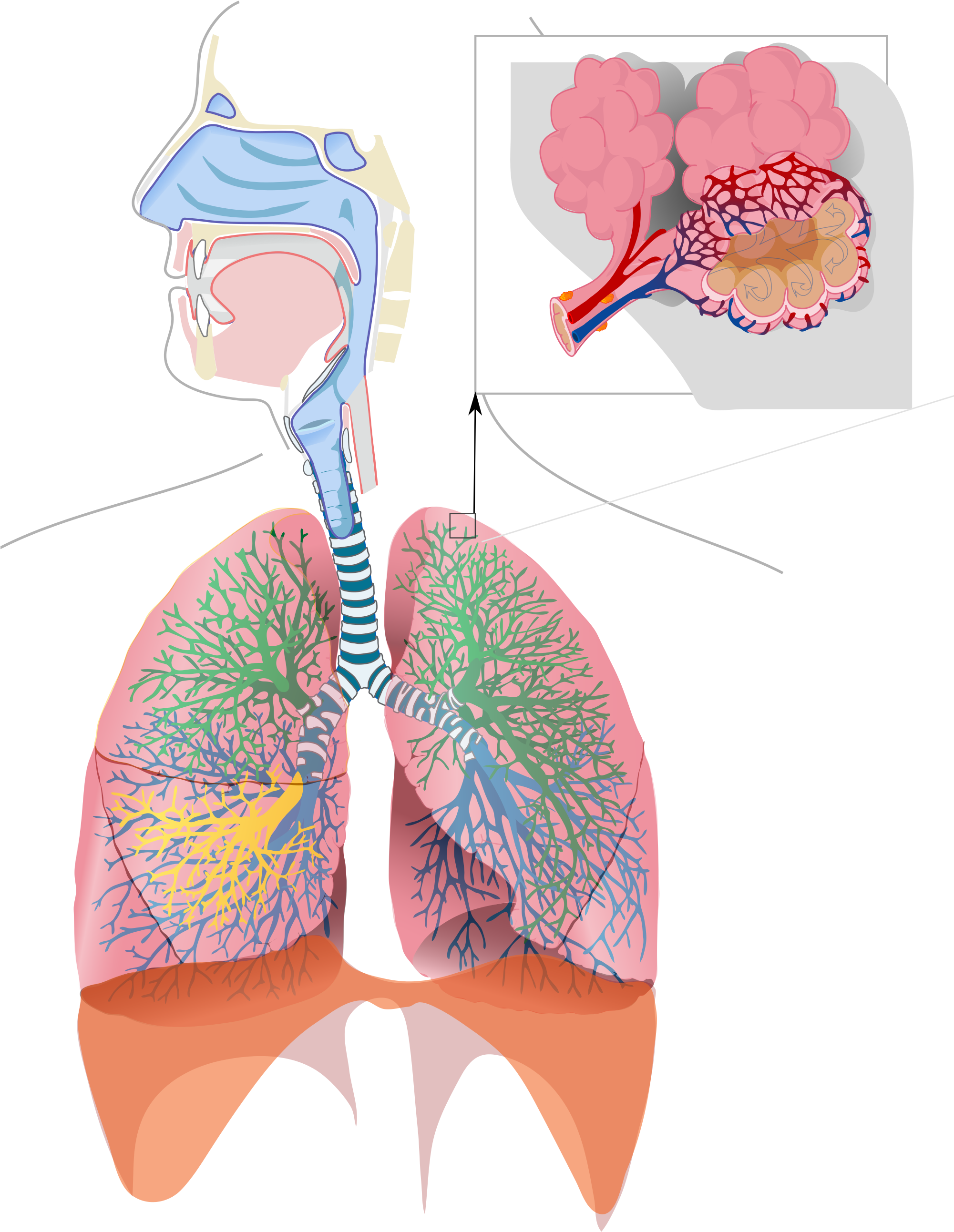 Open - Respiratory System Of Seal (2000x2703), Png Download