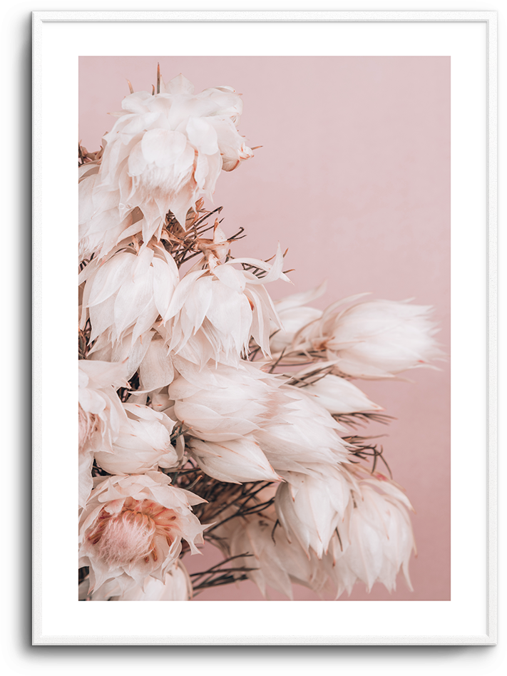 Blushing Bride No 2 - Peony (937x1181), Png Download