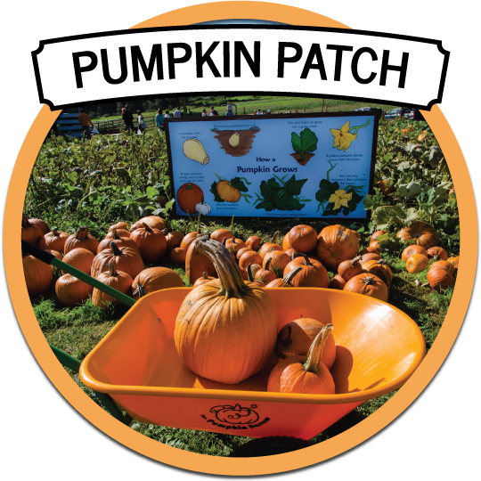 Farm Fresh Apples, Cherries, & Fall Fun At The Apple - Apple (540x540), Png Download