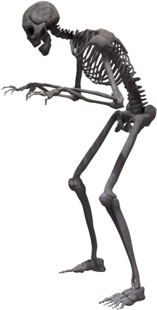 Skeleton (1024x639), Png Download
