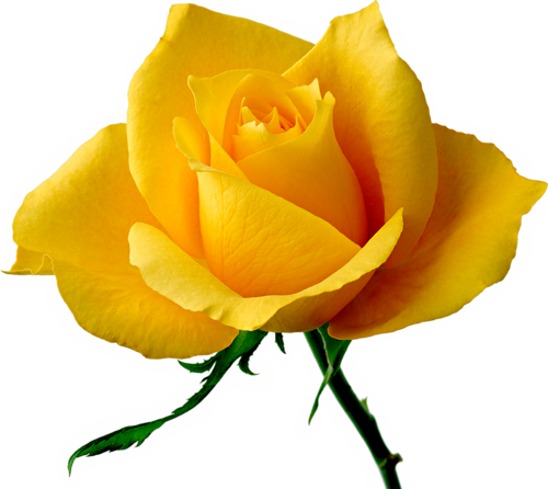 Yellow Rose Flower Png Download - Good Night Yellow Rose (500x446), Png Download