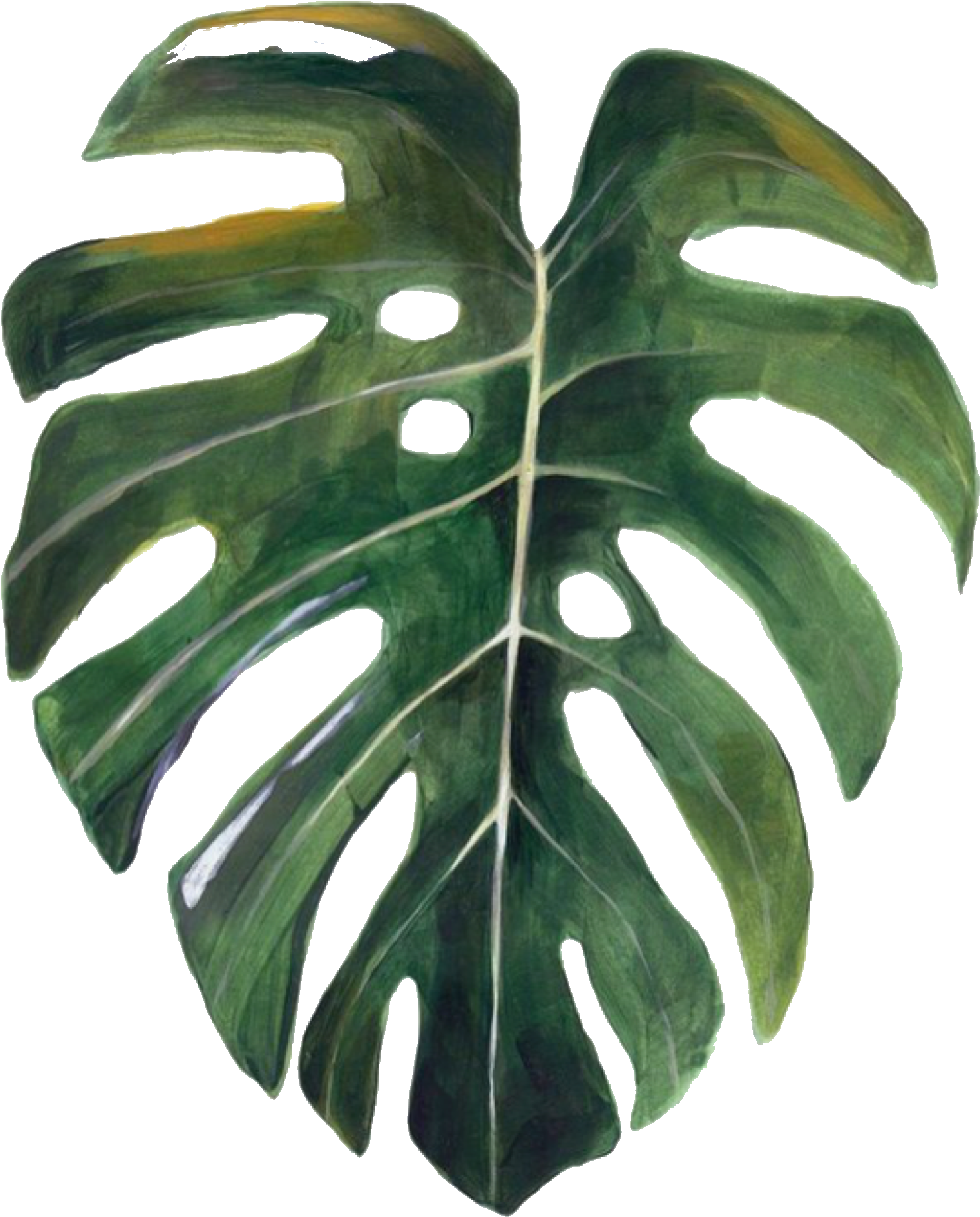 Swiss Cheese Plant Watercolor - Leaf Swiss Cheese Plant (2048x2048), Png Download