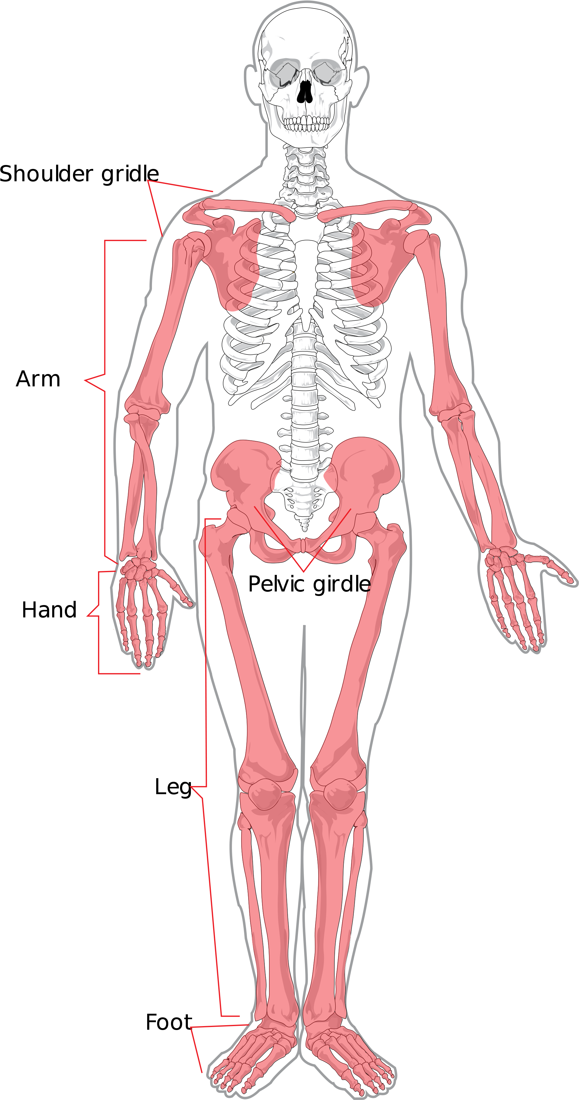 Axial And Appendicular Skeleton (1200x2219), Png Download
