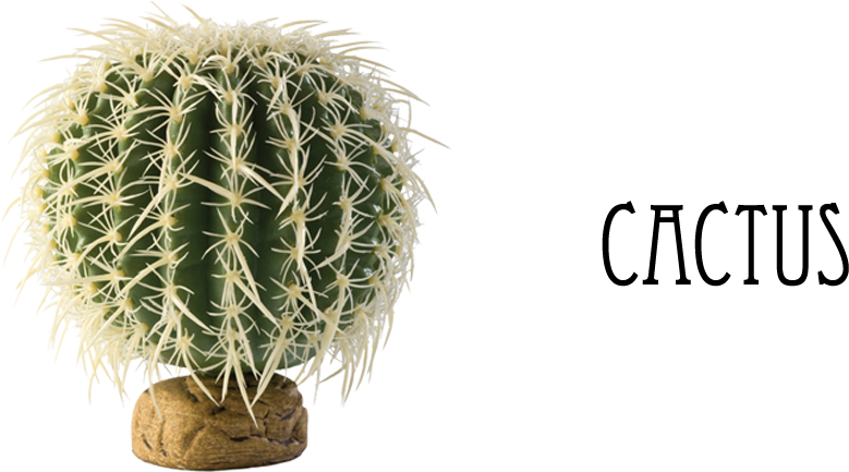 Indoor Plants - Exo Terra Barrel Cactus Small - Pt-2980 (1000x440), Png Download