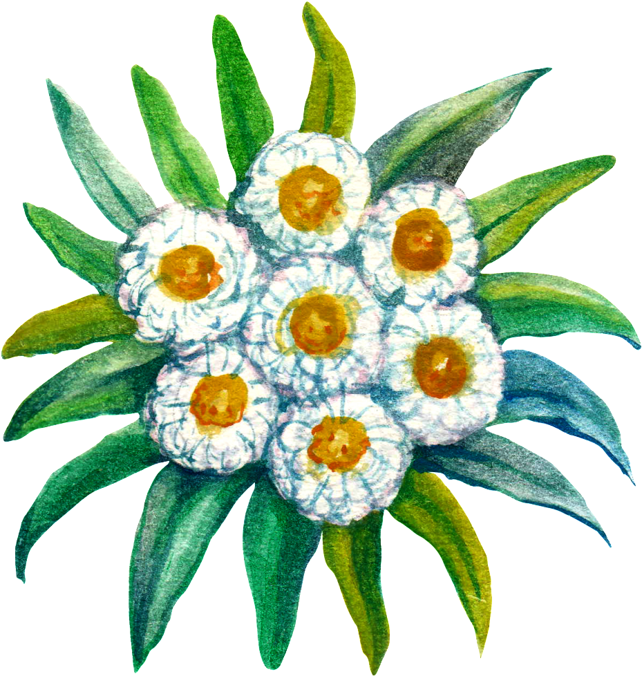 Hand Painted Plant Cartoon Transparent Watercolor Png Calligraphy Edelweis Full Size Png Download Seekpng