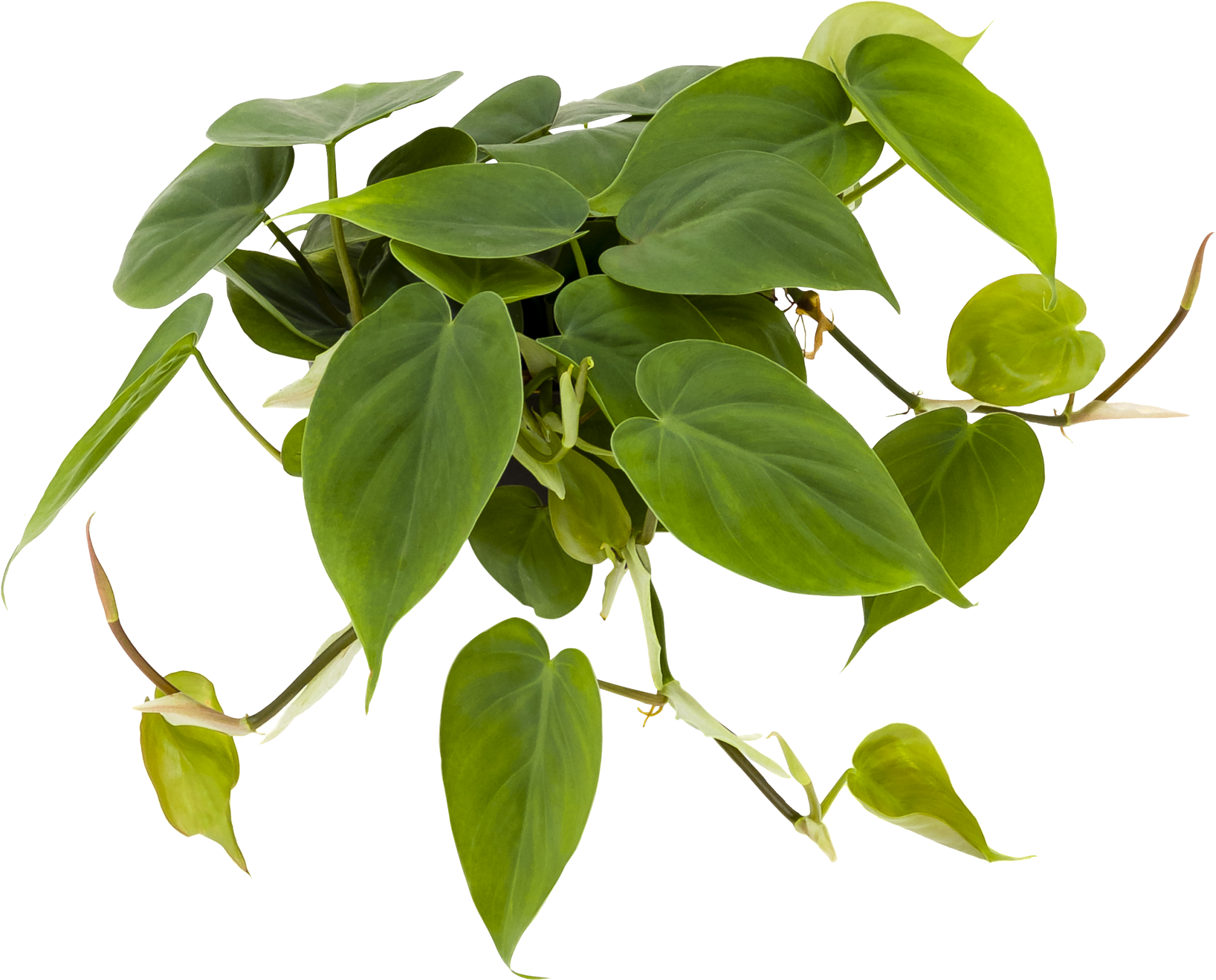Philodendron 'scandens' - Philodendron Scandens Png (2048x1754), Png Download
