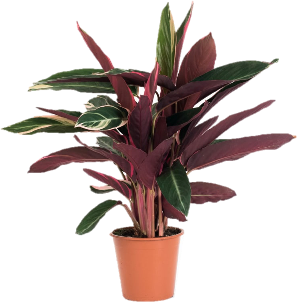 Patch Discount Code Maranta Leuconeura (1125x1125), Png Download