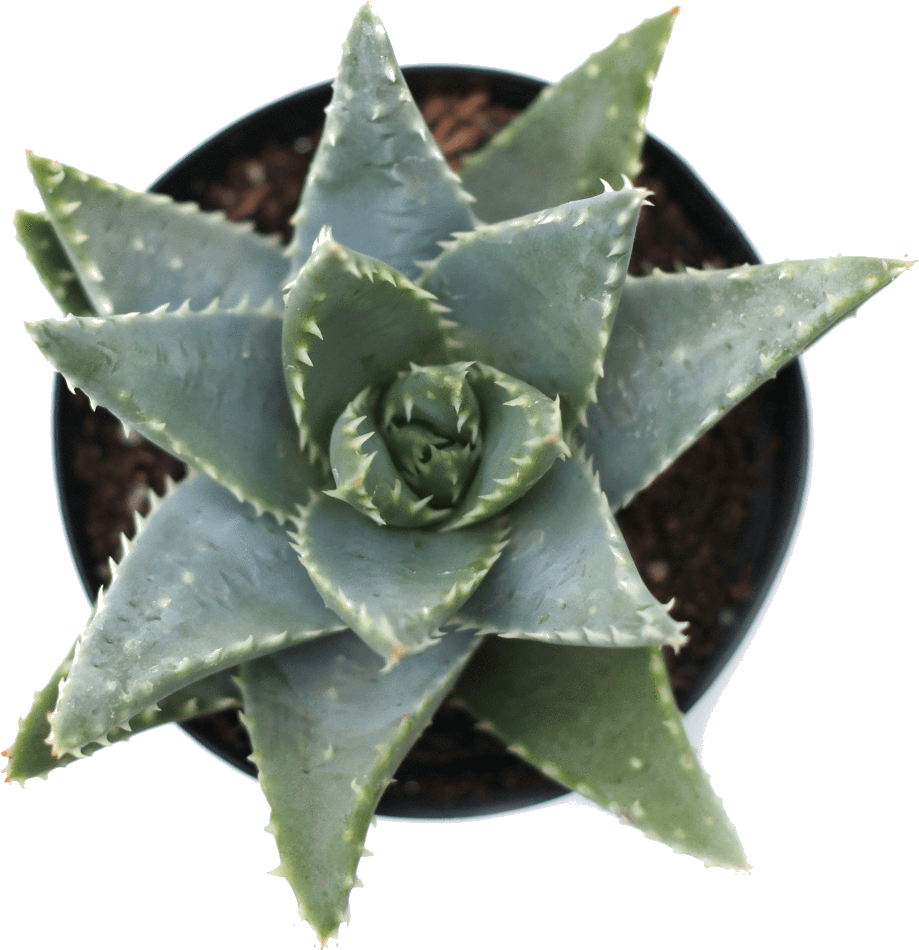 Aloe Brevifolia 'crocodile Plant' - Short-leaved Aloe (1024x1024), Png Download