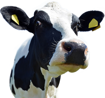 Cow Head Png (430x400), Png Download