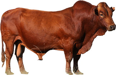 0 Beef Cows - Bull (400x400), Png Download