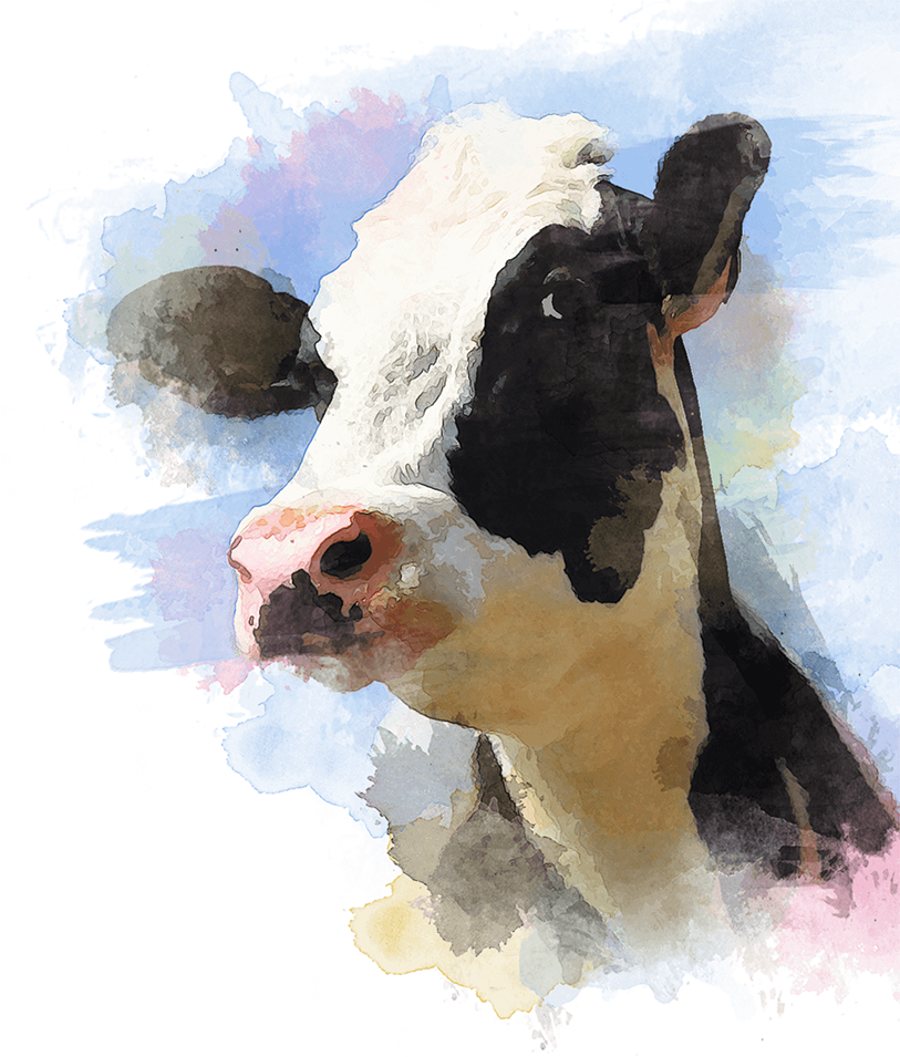 A Colorful Cow - Animal Equality (813x955), Png Download