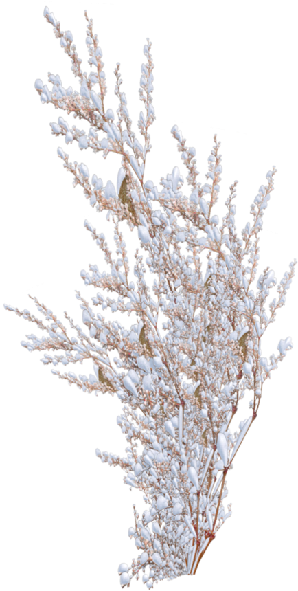 Picture Library Download Branch Transparent Bush - Pond Pine (894x894), Png Download