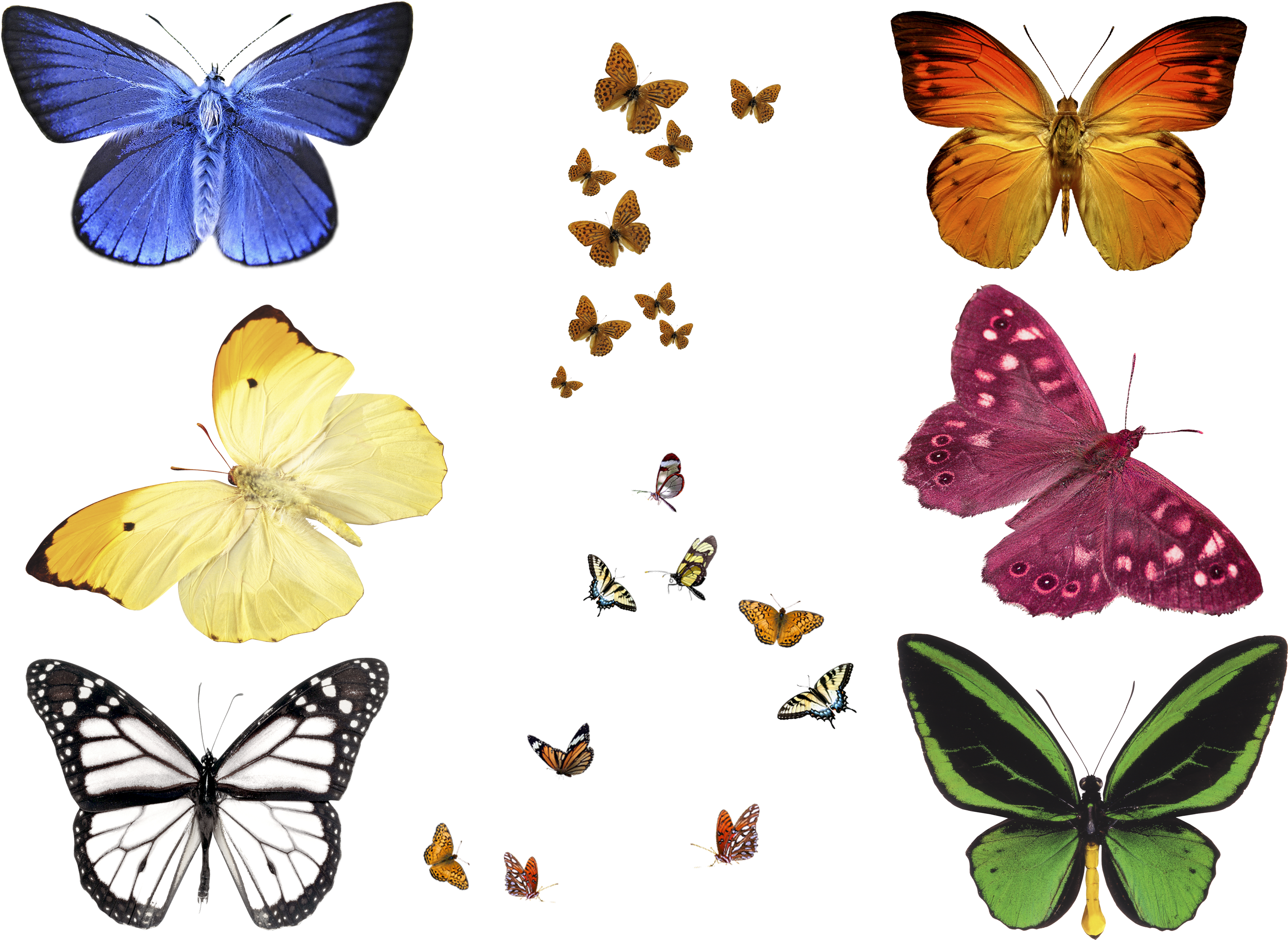 Photoshop Overlays, Photoshop Elements, Photoshop Effects, - Butterfly Overlay Free (3508x2480), Png Download