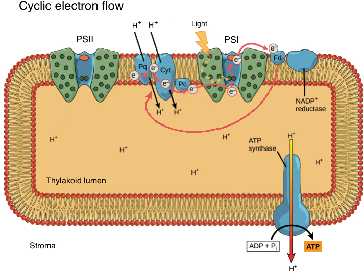 Overview Of The Light-dependent Reactions - Light Dependent Reaction (768x555), Png Download