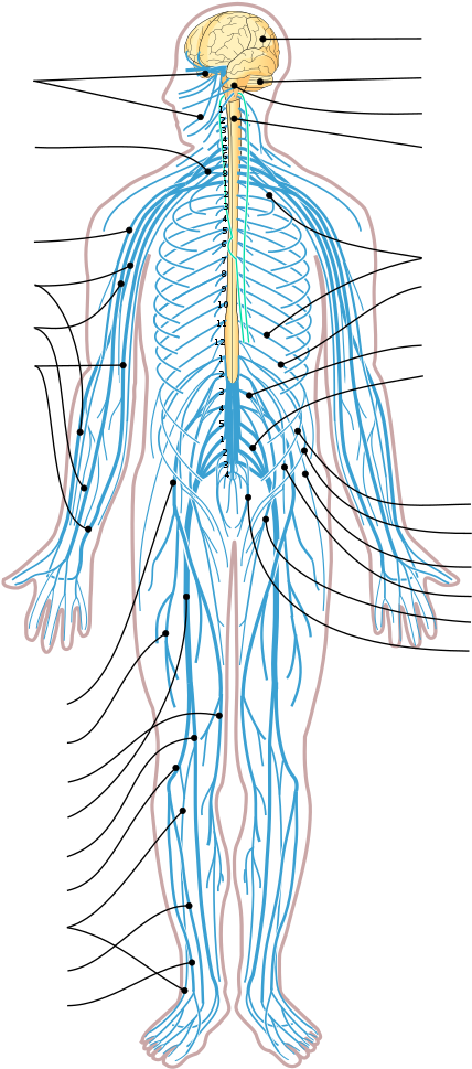 Nervous System Diagram Arrows - Nervous System Diagram Without Labels (541x1023), Png Download