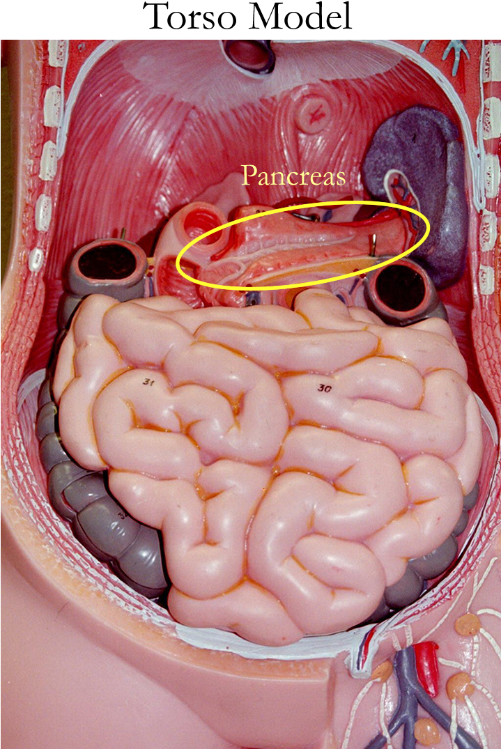 800 X 1100 2 - Pancreas On Human Model (800x1100), Png Download