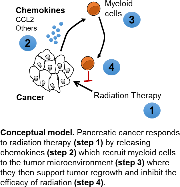 Penn Researchers Help Unravel Mysteries Of Pancreatic - Ccr2 Inhibitor Pancreatic Cancer (672x688), Png Download