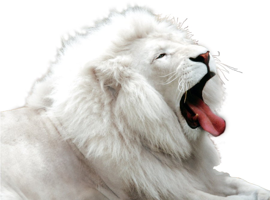 Cute White Lion (900x675), Png Download