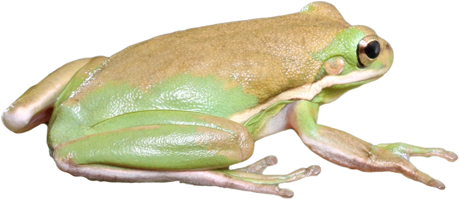 Frog From Burma, Frog Isolated Graphic - Eastern Spadefoot (945x642), Png Download