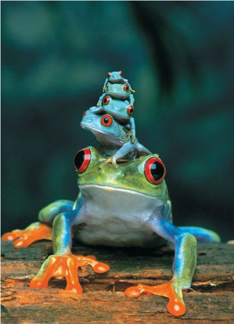 Red-eyed Tree Frog - Red Eyed Tree Frog (640x640), Png Download